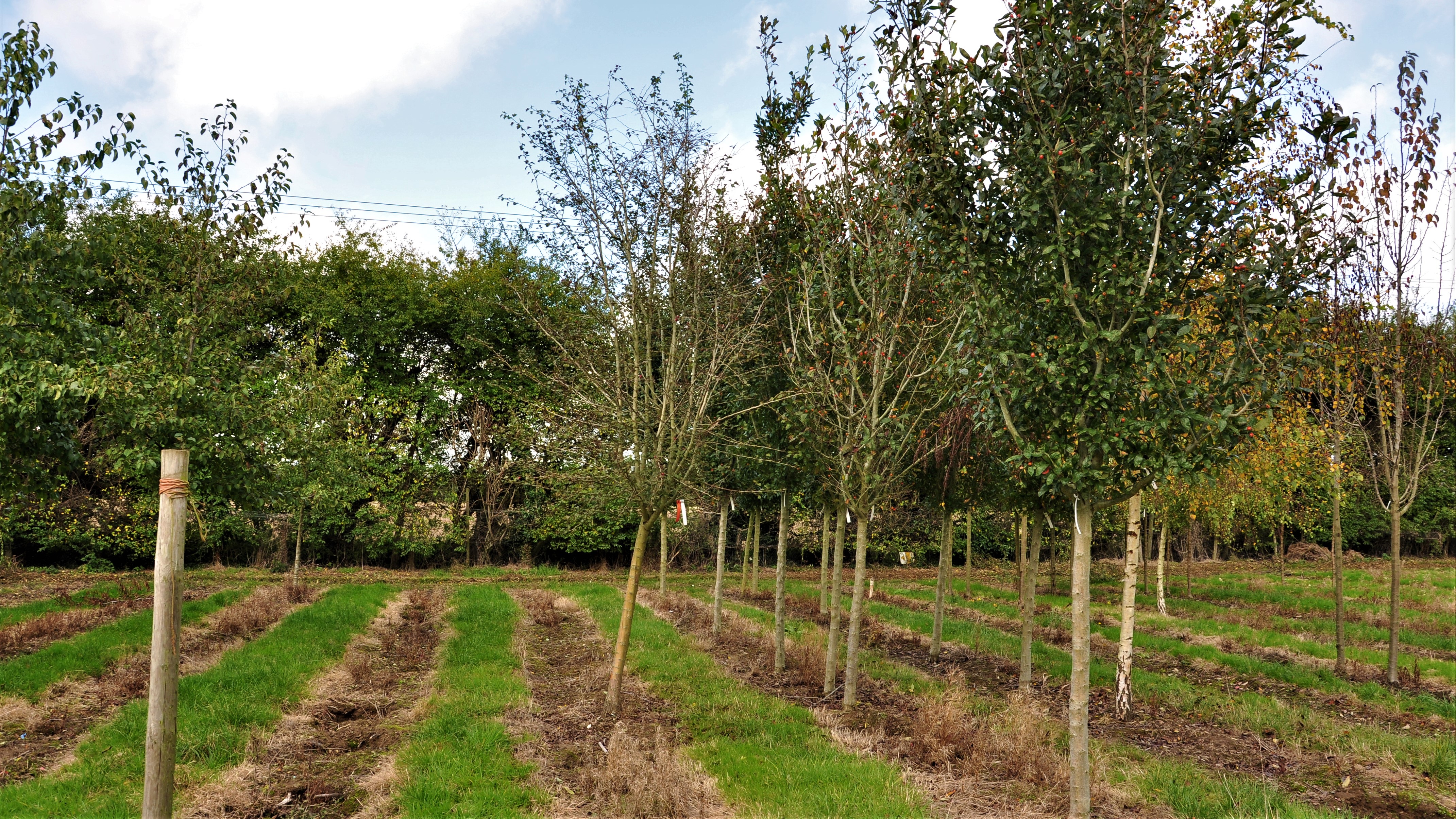 Crataegus laevigata 'Paul's Scarlet'